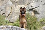 BERGER ALLEMAND 087
